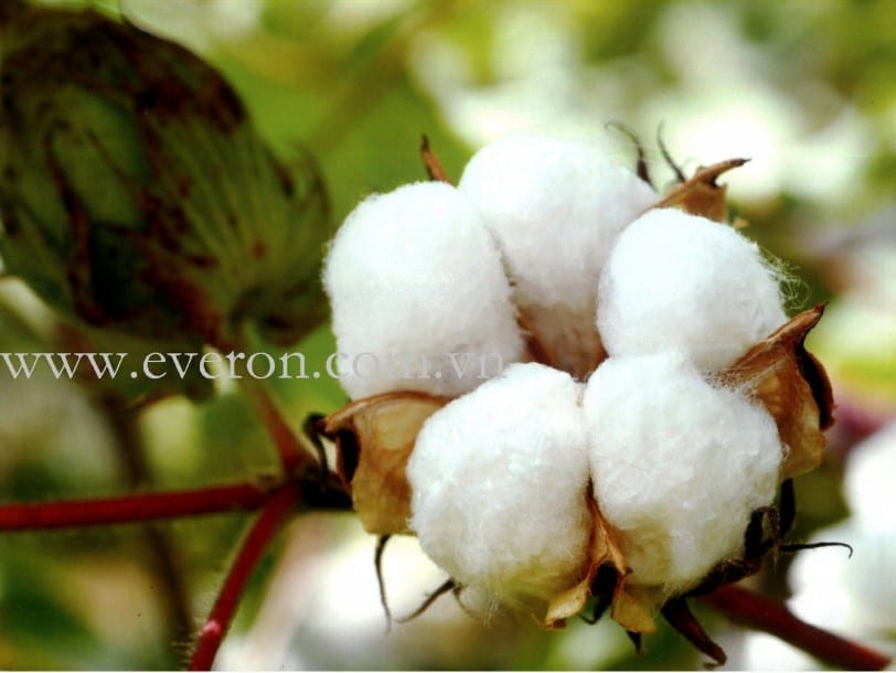 Everon – Chăn ga gối đệm Hàn Quốc
